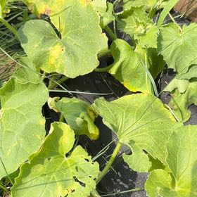 Photo of the plant species Melon by @AlertKlipdagga named Michelle Branch on Greg, the plant care app