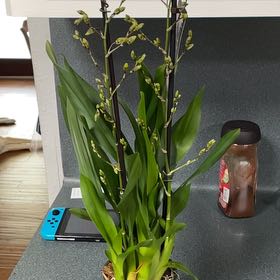 Photo of the plant species Dancing Lady Orchid by @Mogannam57 named Yellow dancing lady on Greg, the plant care app