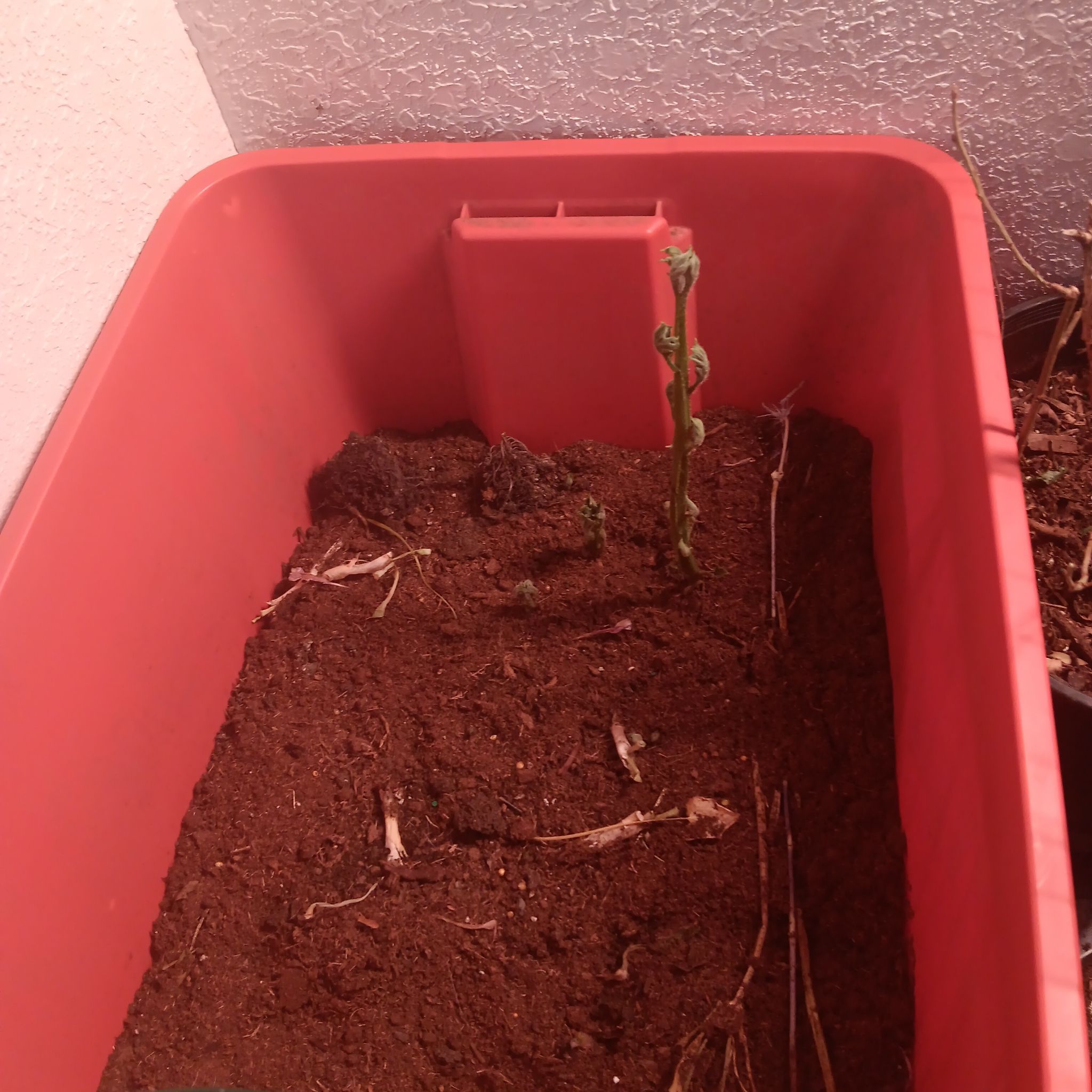 Photo of the plant species Potatoe by @annmoore1100 named Sanders on Greg, the plant care app