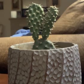 Photo of the plant species Mojave Prickly Pear by @AlternateColeus named Phil on Greg, the plant care app