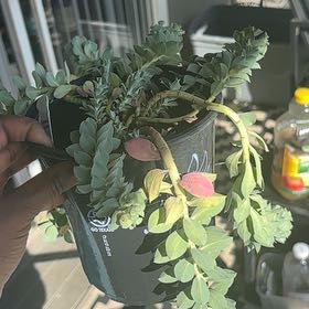 Photo of the plant species Succulent by @HeroMoonorchid named Hemingway on Greg, the plant care app