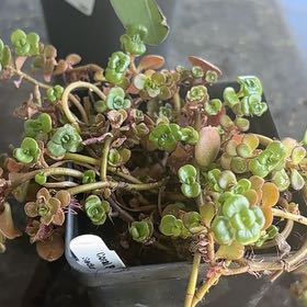 Photo of the plant species Sedum 'Coral Reef' by @HeroMoonorchid named Treeyoncé on Greg, the plant care app