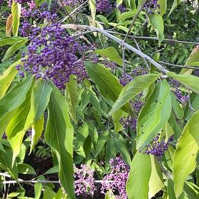 Photo of the plant species Purple Beautyberry by @VividDragontail named Khaleesi on Greg, the plant care app