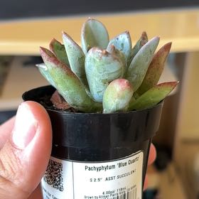 Photo of the plant species Pachyphytum 'Blue Quartz' by @WorthyLemon66 named Thorfinn on Greg, the plant care app