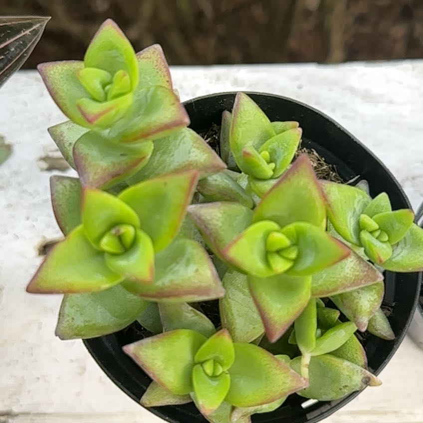 Photo of the plant species jade by @CleverCalendula named Bella on Greg, the plant care app