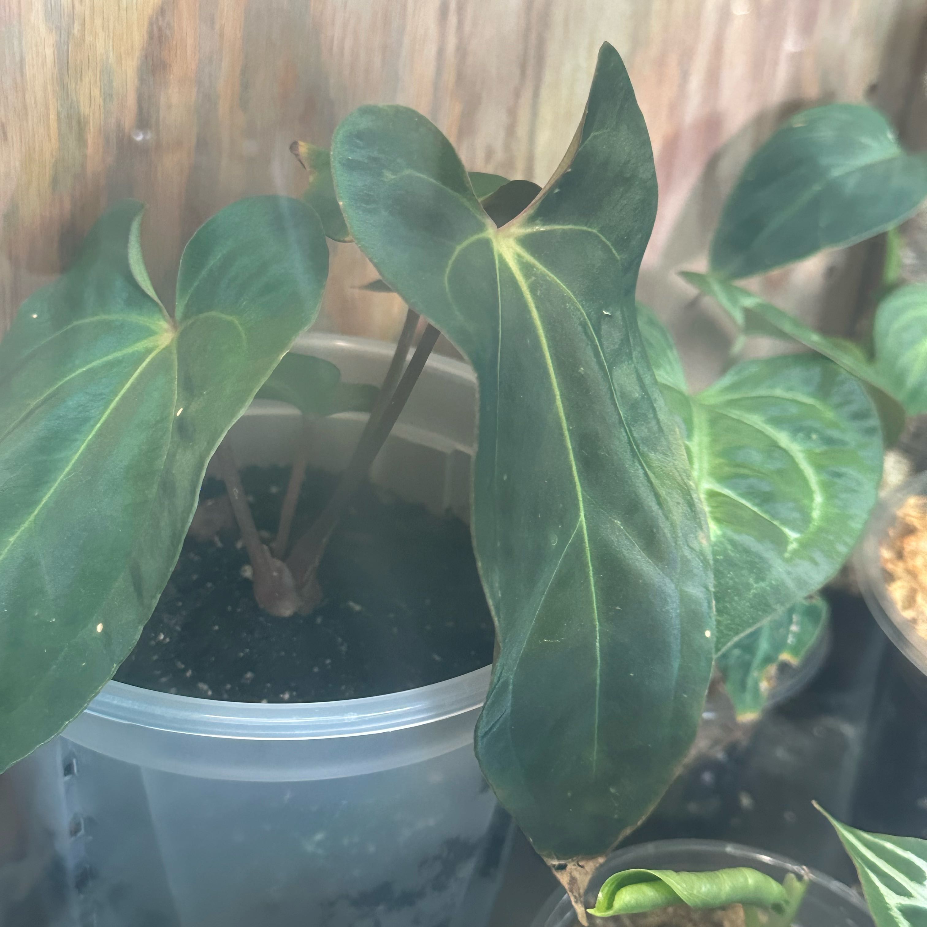 Photo of the plant species Anthurium Besseae Aff x Papillilaminum by @SpunkyTupeia19 named Demi on Greg, the plant care app