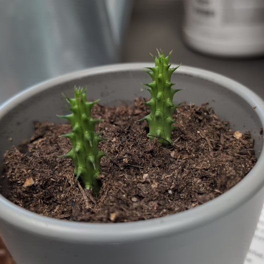 Photo of the plant species Red Dragon Succulent Cactus by @GemBluesedge46 named Robert Plant on Greg, the plant care app