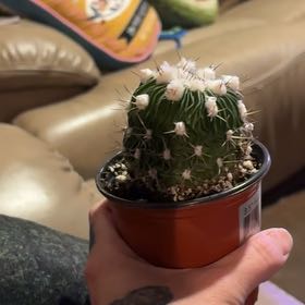 Photo of the plant species Brain Cactus by @GenuineDodder named Coco on Greg, the plant care app