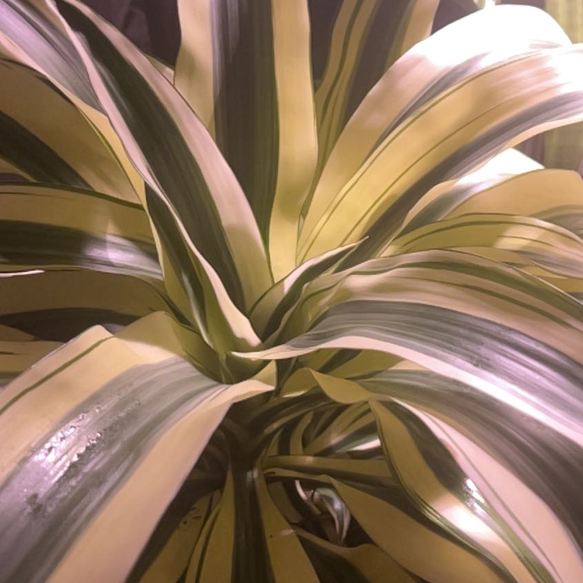 Photo of the plant species Dracaena 'White Aspen' by @TryChards60 named Harry on Greg, the plant care app