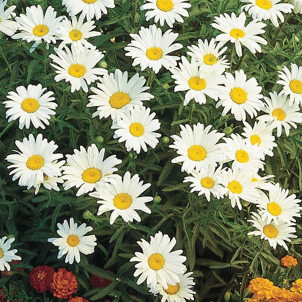 Photo of the plant species Silver Princess Daisy by @NeatKittenears named Rosa on Greg, the plant care app