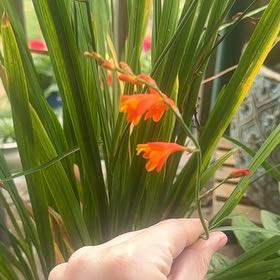 Photo of the plant species Crocosmia 'lucifer' by @TopRattleweed87 named Lola on Greg, the plant care app