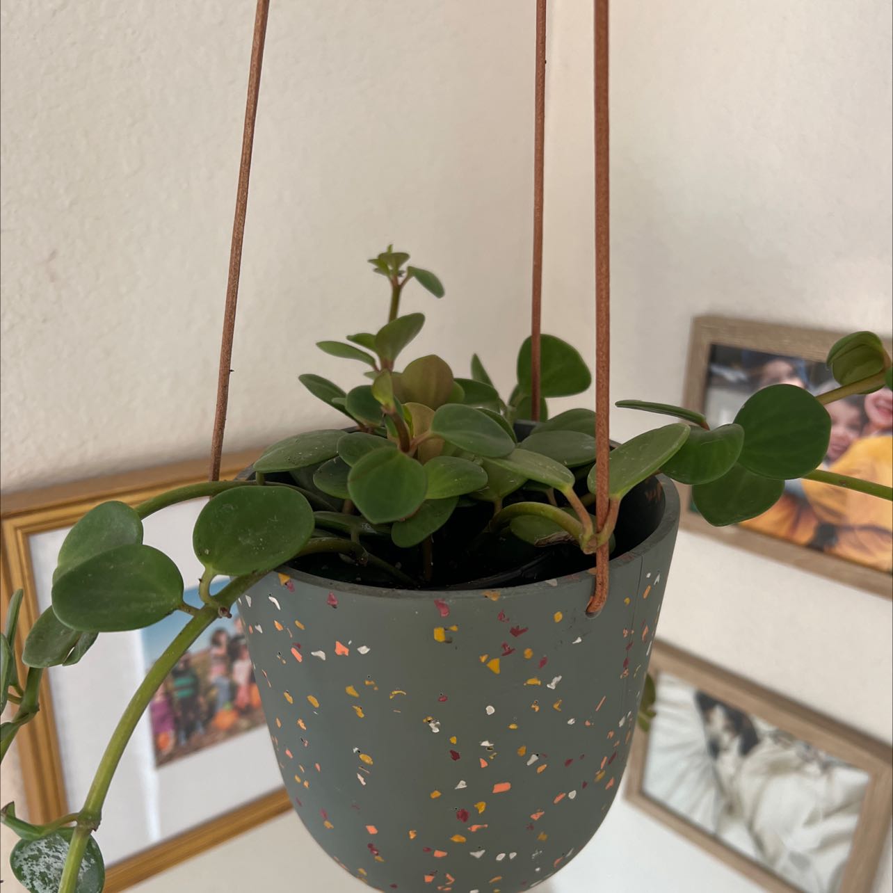 Hanging pot with a healthy Trailing Jade plant, green leaves, framed pictures in the background.