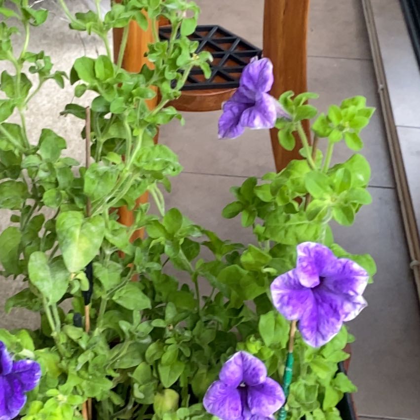 Photo of the plant species Trailing Petunia by @SilkenHaworthia named Scarlett on Greg, the plant care app