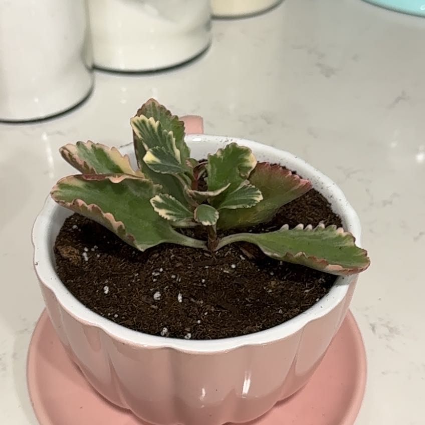 Photo of the plant species Kalanchoe 'Fire Rainbow' by @SparklyFilbert named Valentine on Greg, the plant care app