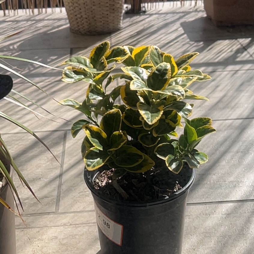 Photo of the plant species Golden Euonymus by @VaultingWavycap named Shakira on Greg, the plant care app