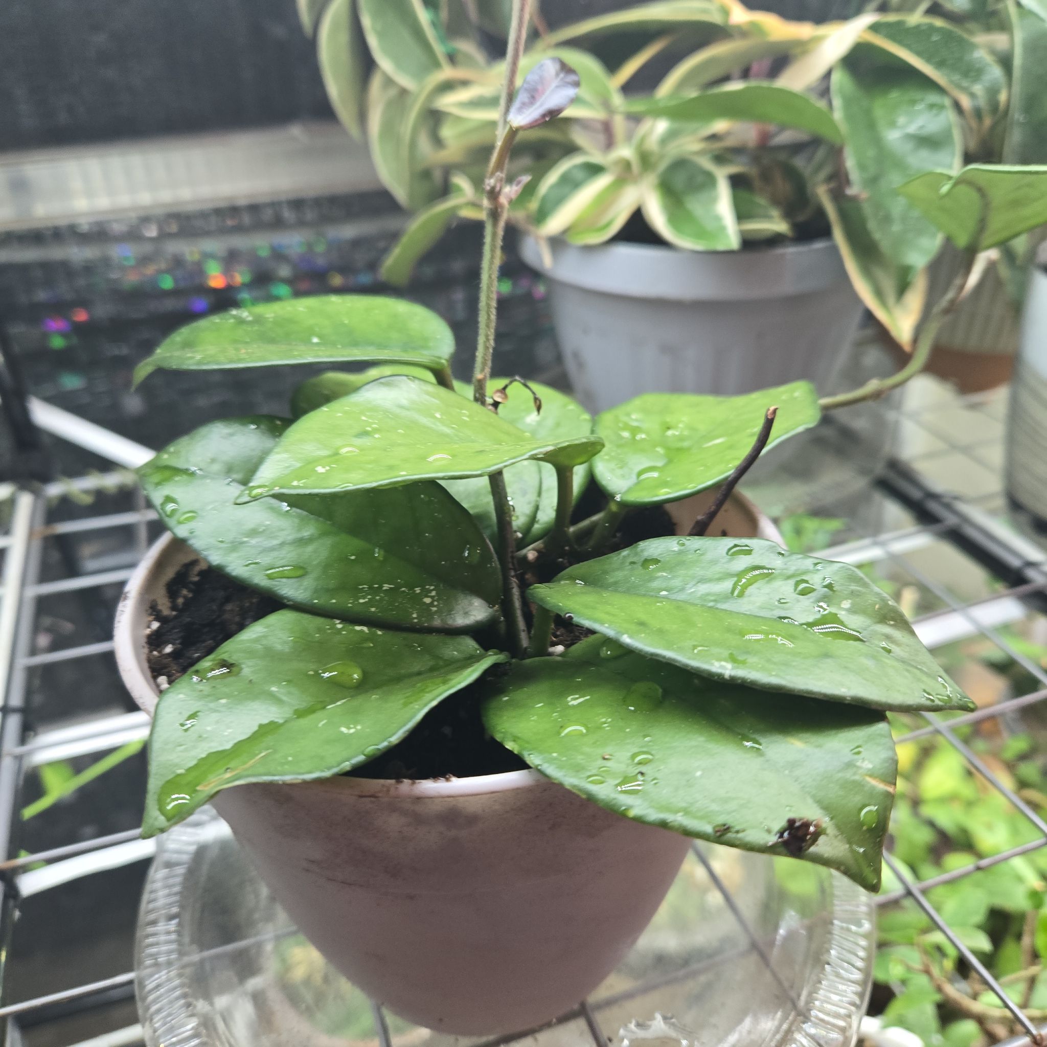 Photo of the plant species Hoya 'Freckles' by @NobleGlueseed named Hagrid on Greg, the plant care app