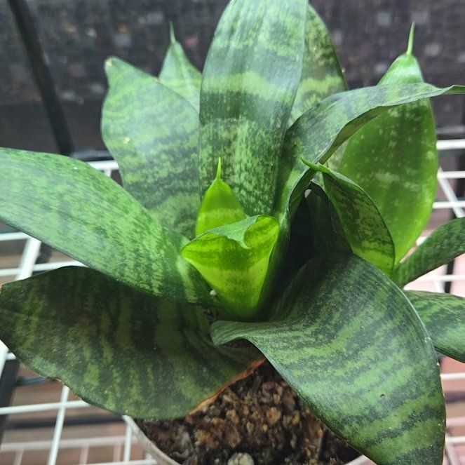 Photo of the plant species Dracaena hahnii 'White Edge' by @NobleGlueseed named Nithin on Greg, the plant care app