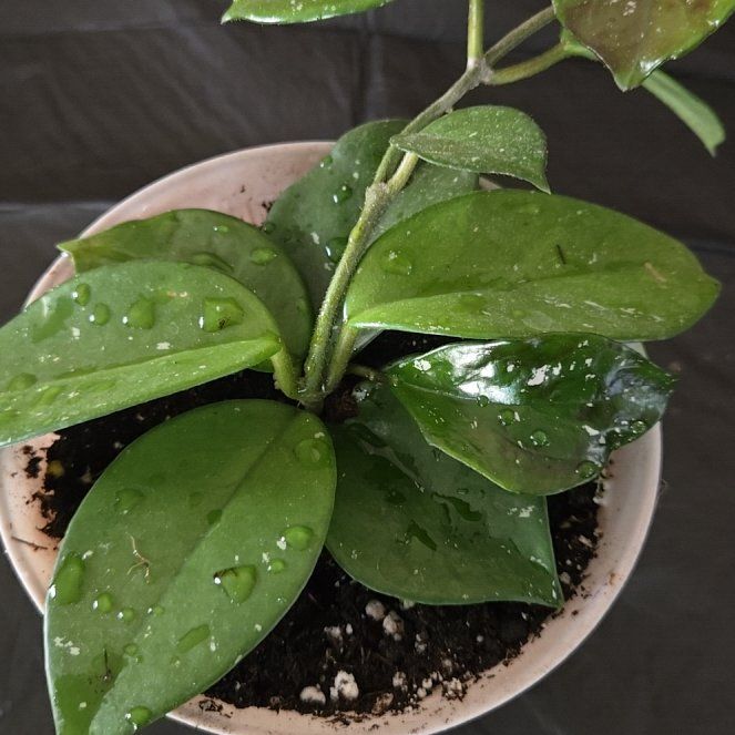 Photo of the plant species Hoya 'Freckles' by @NobleGlueseed named Sahara on Greg, the plant care app