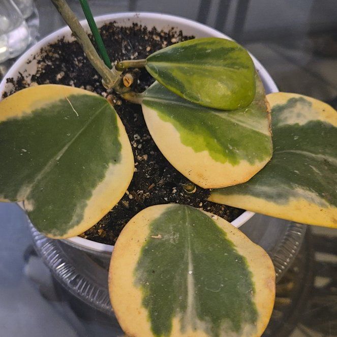 Photo of the plant species Sweetheart plant by @NobleGlueseed named Bruce Lee on Greg, the plant care app