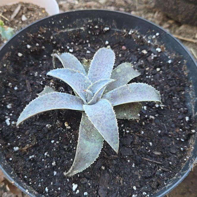 Photo of the plant species Mangave 'Freckles and Speckles' by @NobleGlueseed named Taylor Swift on Greg, the plant care app