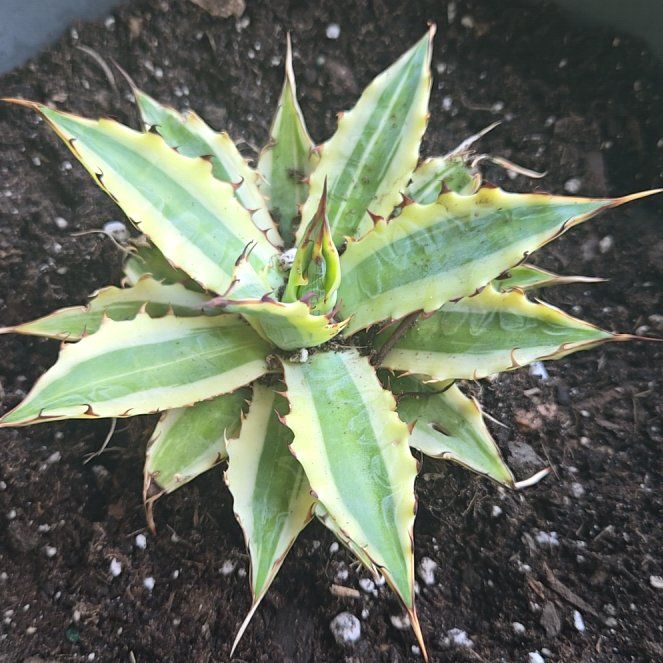 Photo of the plant species Quadricolor Century Plant by @NobleGlueseed named Bodhi on Greg, the plant care app