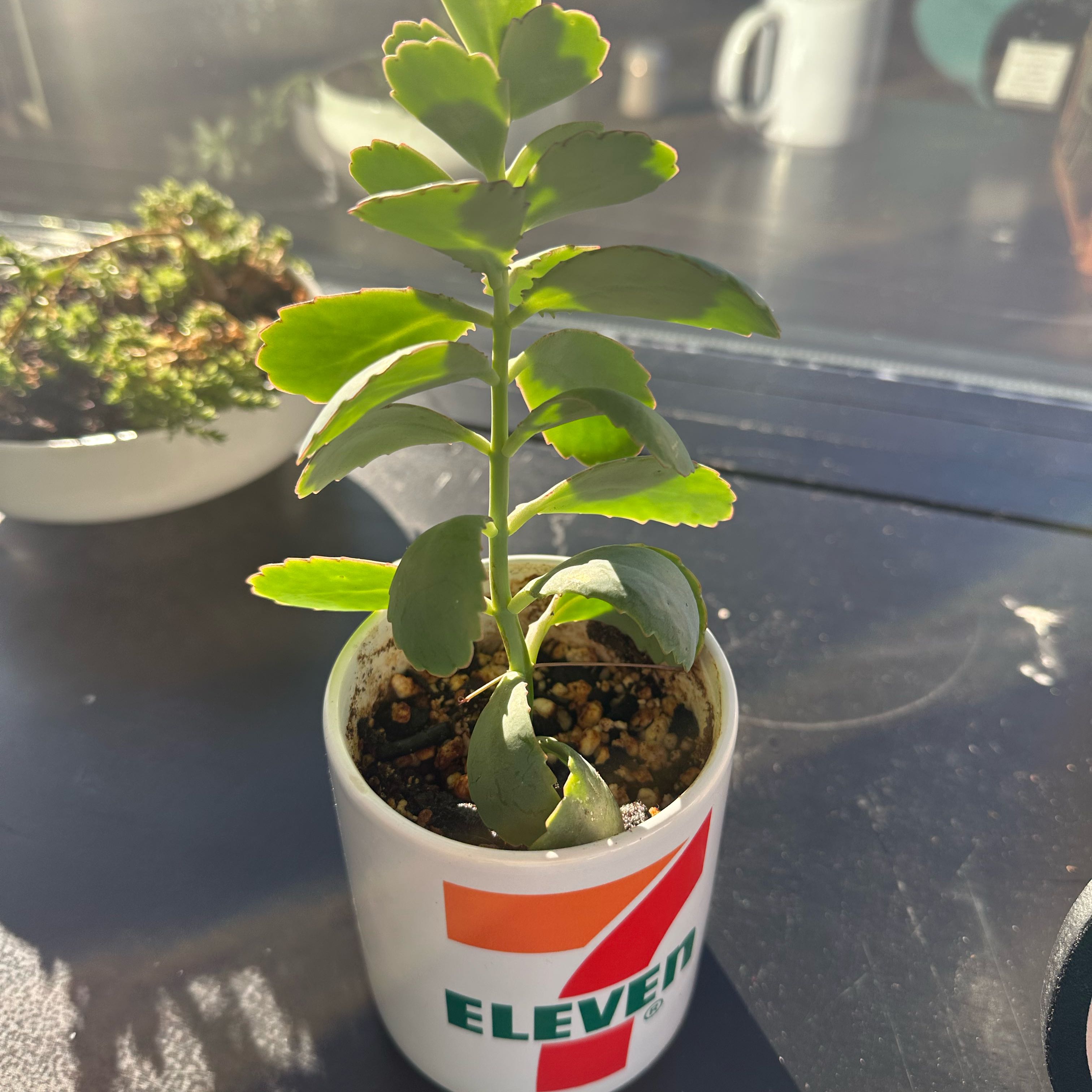 Photo of the plant species Majestic Scallops Kolanchoe by @KookySowthistle named Delilah on Greg, the plant care app