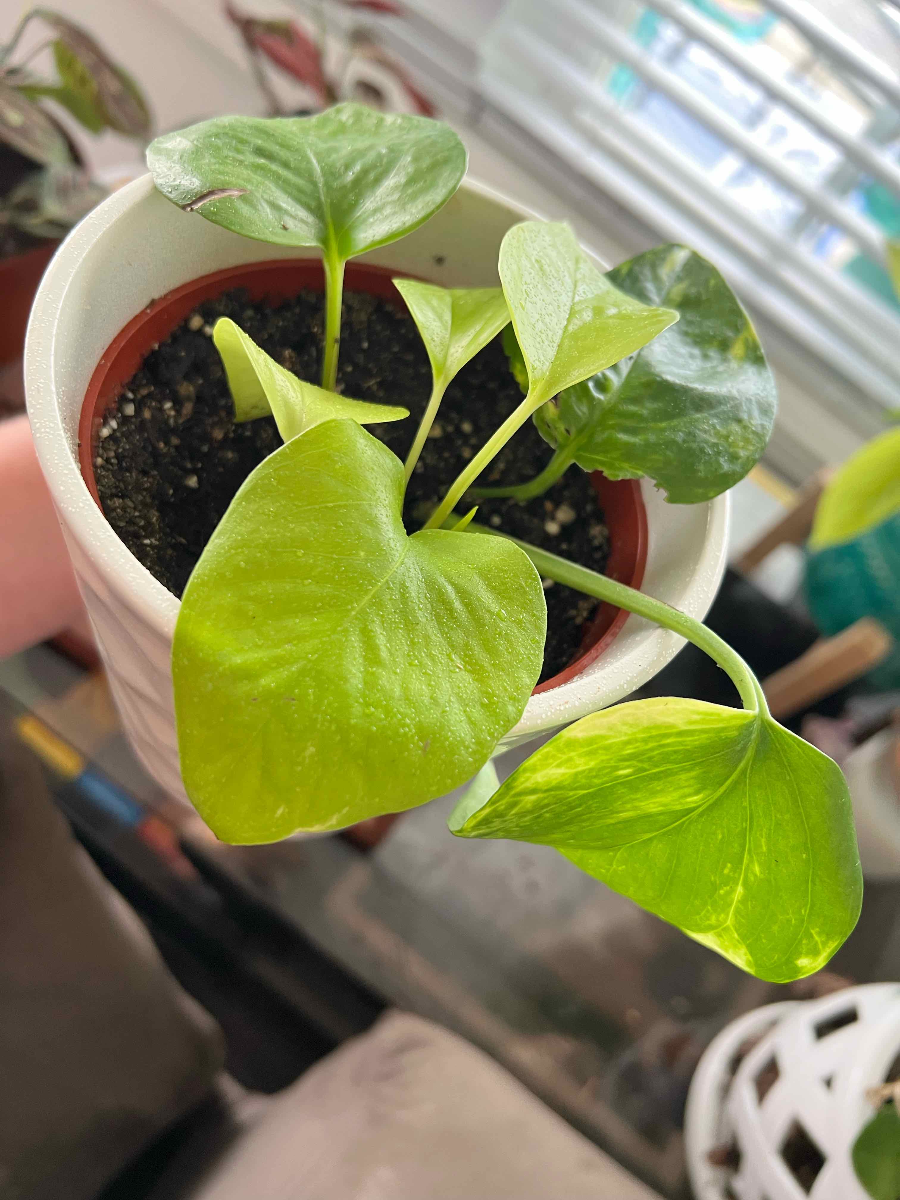 Plant care for Aurea on Greg, the plant care app