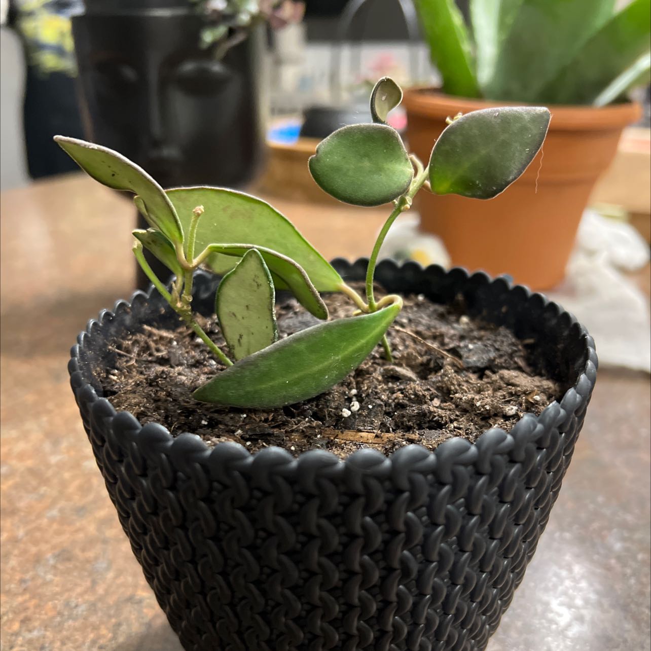 Potted Hoya bilobata plant with visible soil and healthy green leaves.