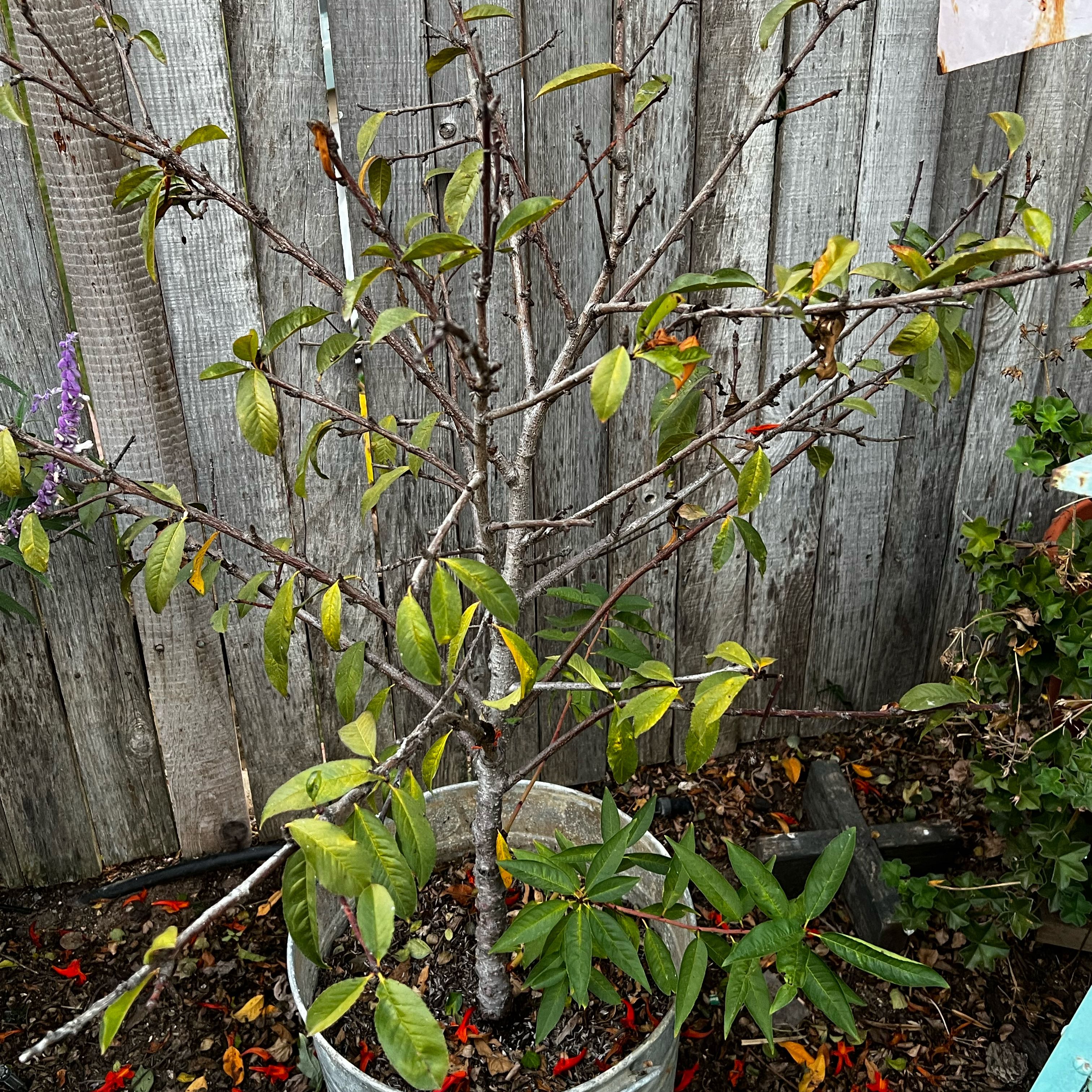 Photo of the plant species Fantasia Nectarine by @PiousCandytuft named Duke on Greg, the plant care app
