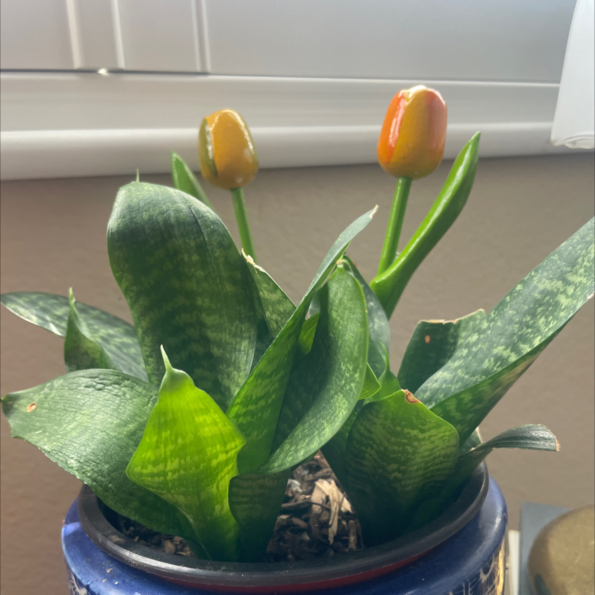 Photo of the plant species Futura Robusta Snake Plant by @EarthlyBabytoes named Hobo on Greg, the plant care app