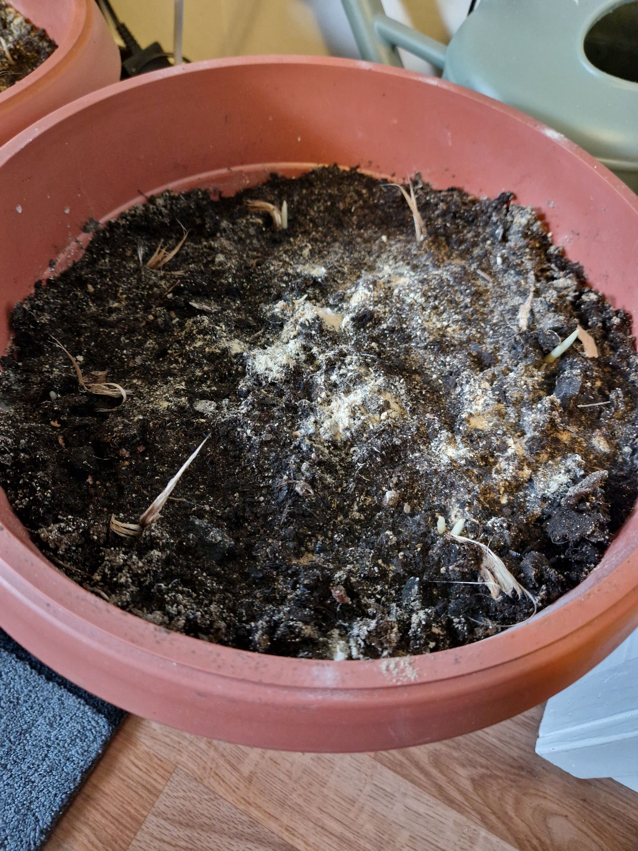 Photo of the plant species saffron crocus by @CivilizedGollum named Anne on Greg, the plant care app