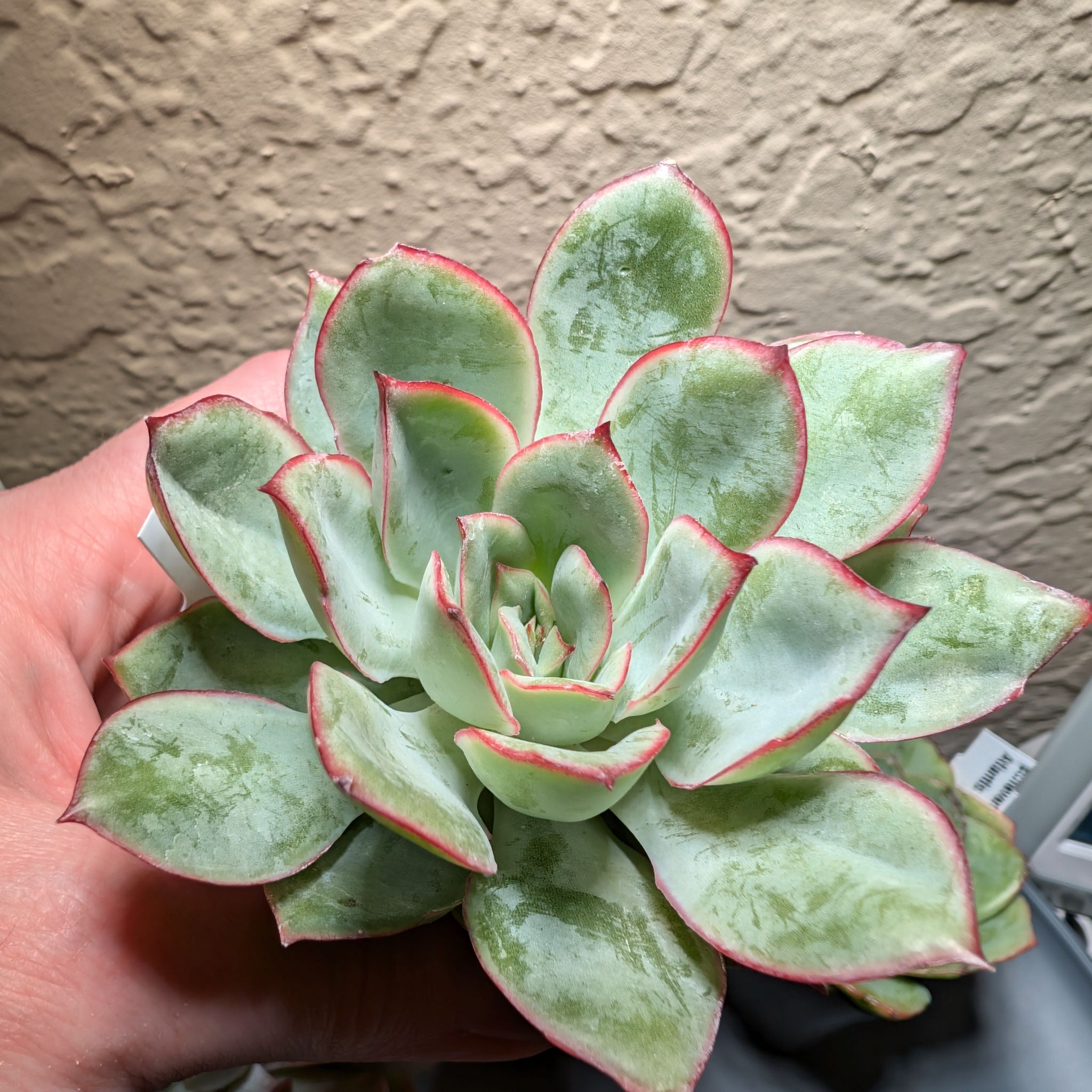 Photo of the plant species Echeveria Esther by @AnewTexaswalnut named Esther on Greg, the plant care app