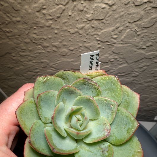 Photo of the plant species Echeveria 'Atlantis' by @AnewTexaswalnut named Atlantis on Greg, the plant care app
