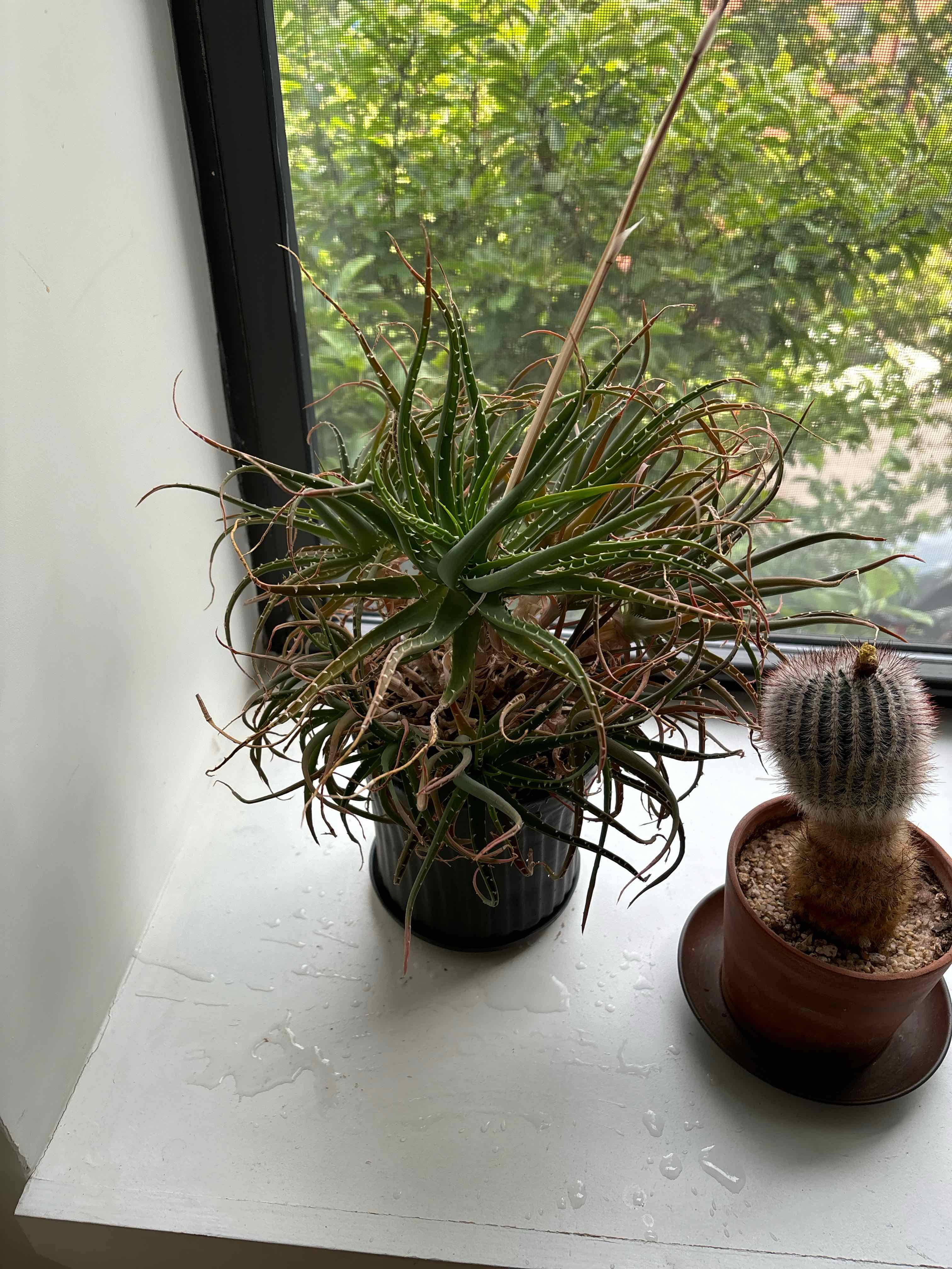 Tillandsia Erubescens plant on a windowsill with some browning leaves, next to a cactus.