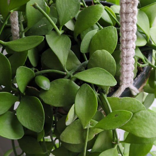 Photo of the plant species Dischidia imbricata by @HighWindowleaf named Gregarious on Greg, the plant care app