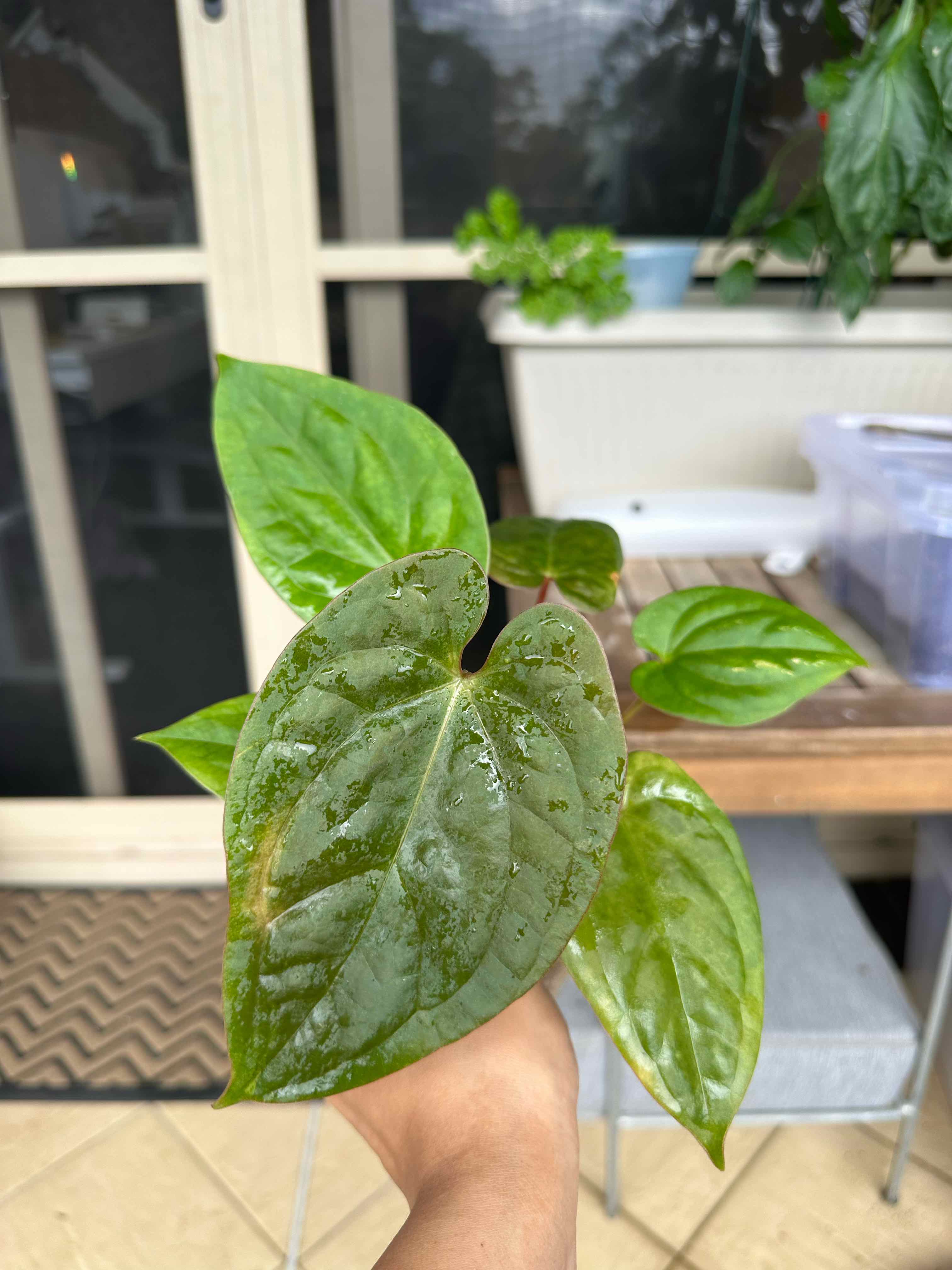 Photo of the plant species Anthurium hoffmannii by @Bloomwithbri named Hoffman (HoffxLux) on Greg, the plant care app