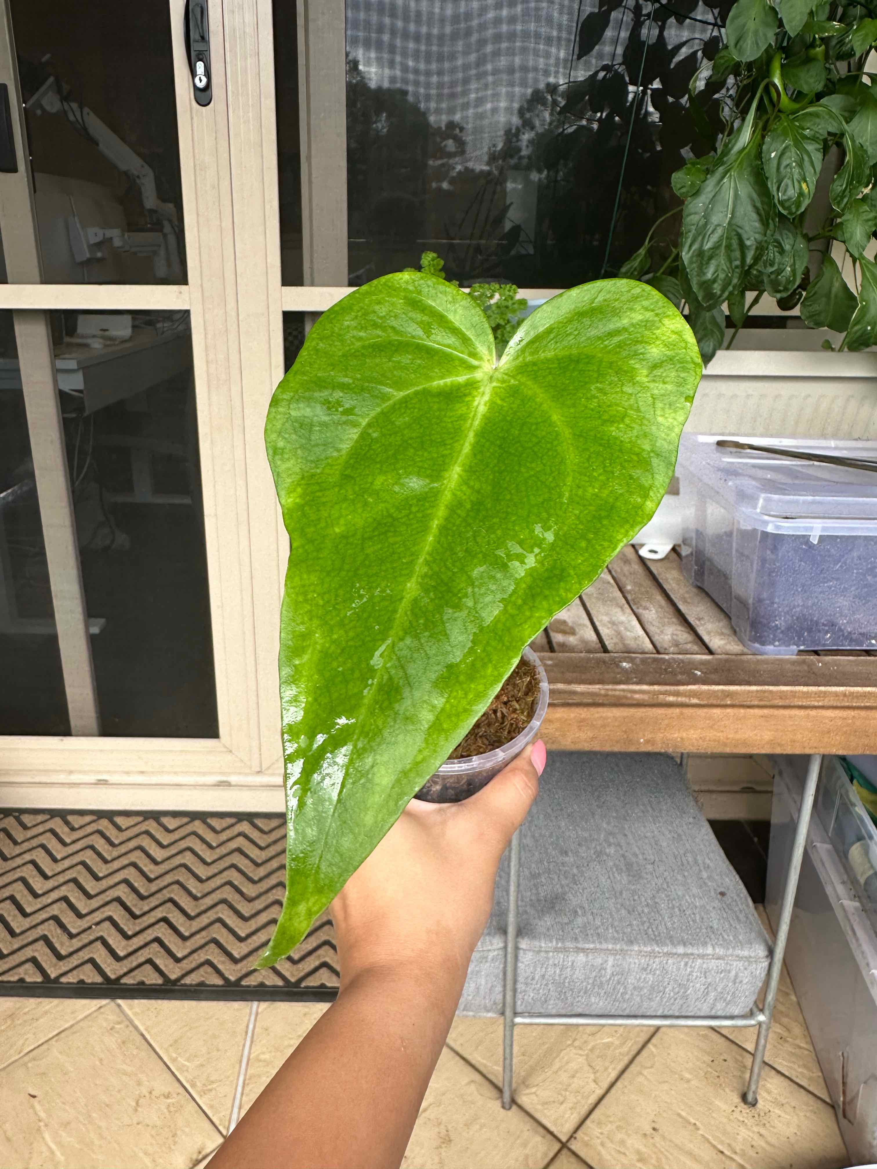 Photo of the plant species Anthurium leuconeurum by @Bloomwithbri named Leo on Greg, the plant care app