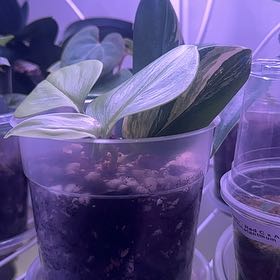 Photo of the plant species Variegated Scindapsus by @Bloomwithbri named Rubix on Greg, the plant care app