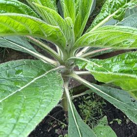 Photo of the plant species Tree Echium by @Piratelegs named Keanu Leaves on Greg, the plant care app