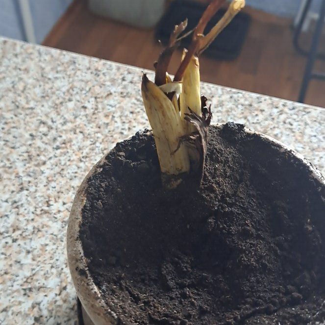 Photo of the plant species Crocus by @GnarlyRedclover named Coco on Greg, the plant care app