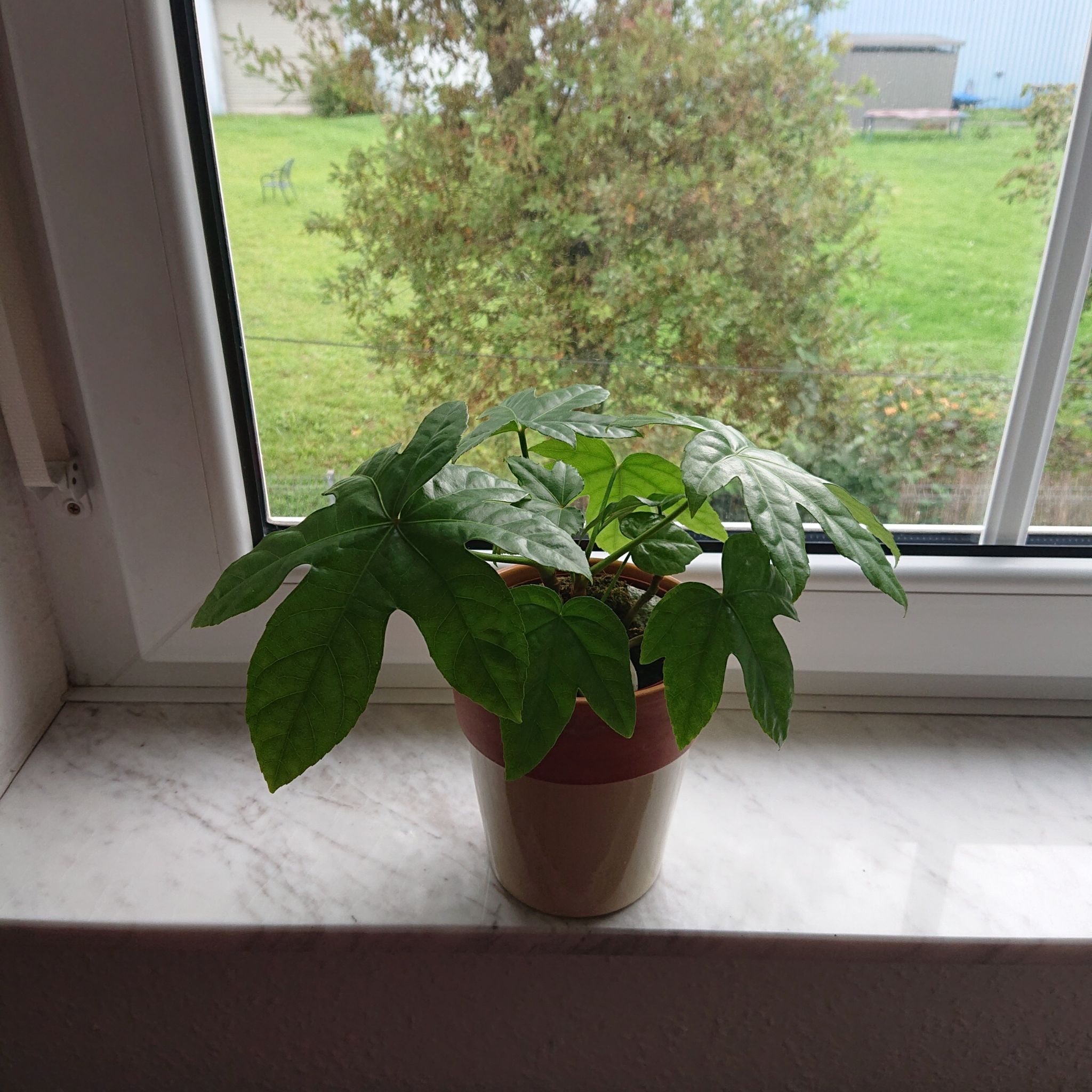 Fatsia Japonica