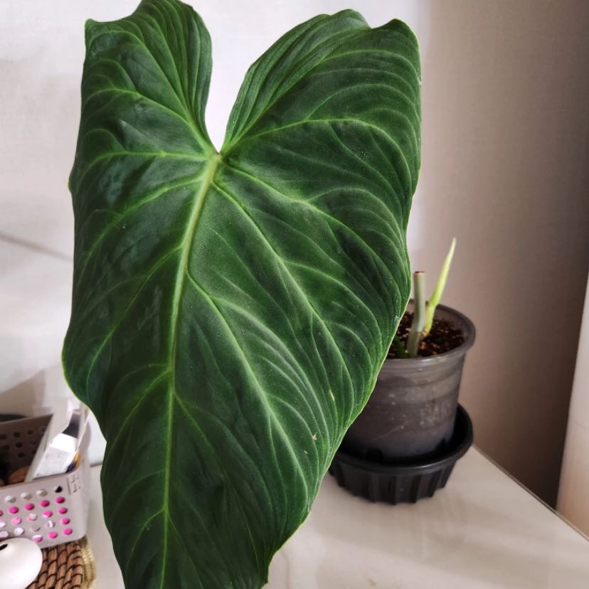 Photo of the plant species Chicken Gizzard by @YokeBurrostail named Shakira on Greg, the plant care app
