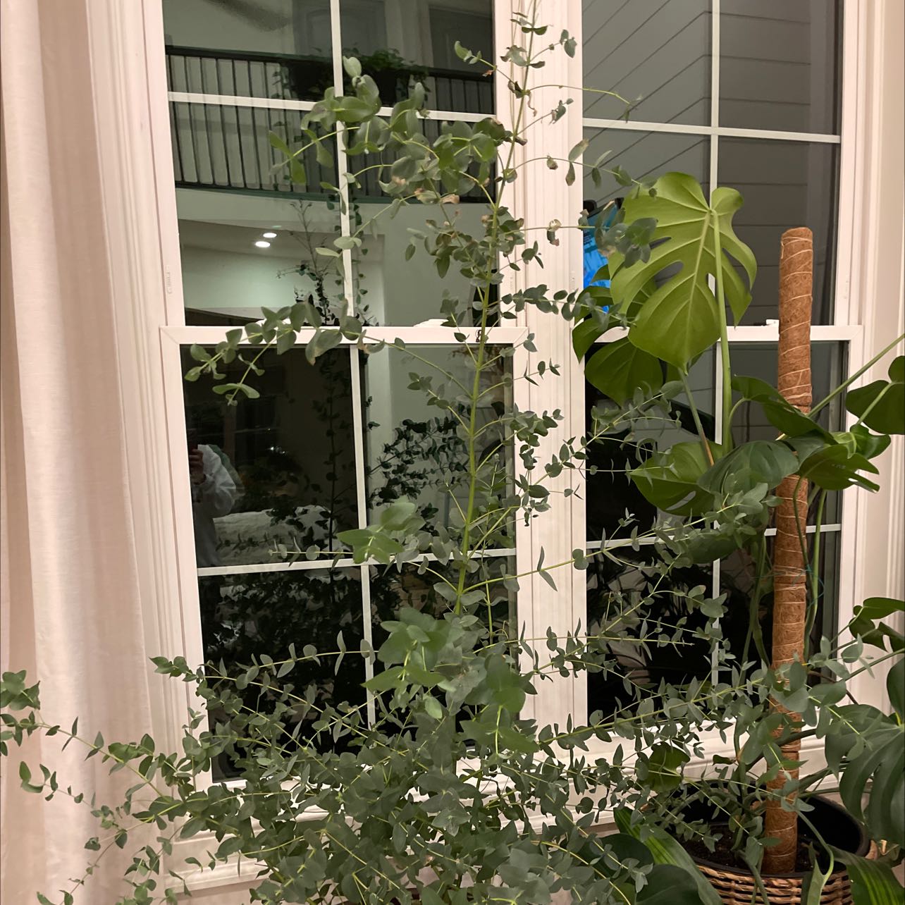 Healthy silver dollar tree with lush round green leaves climbing up stake, framed through glass window panes.