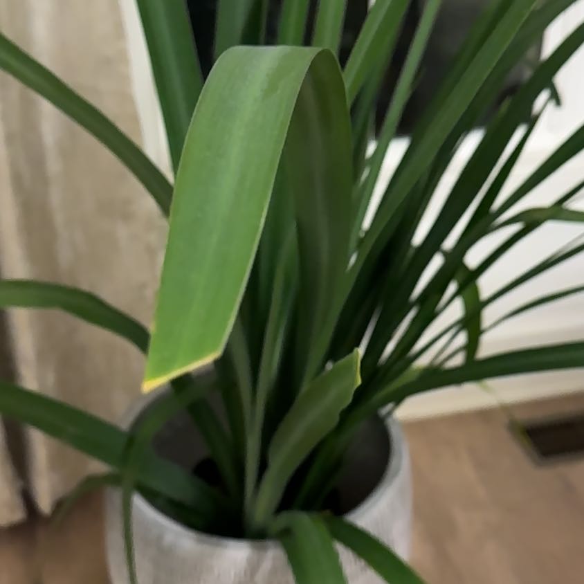 Photo of the plant species Walking Iris by Excellent being named Marilyn on Greg, the plant care app