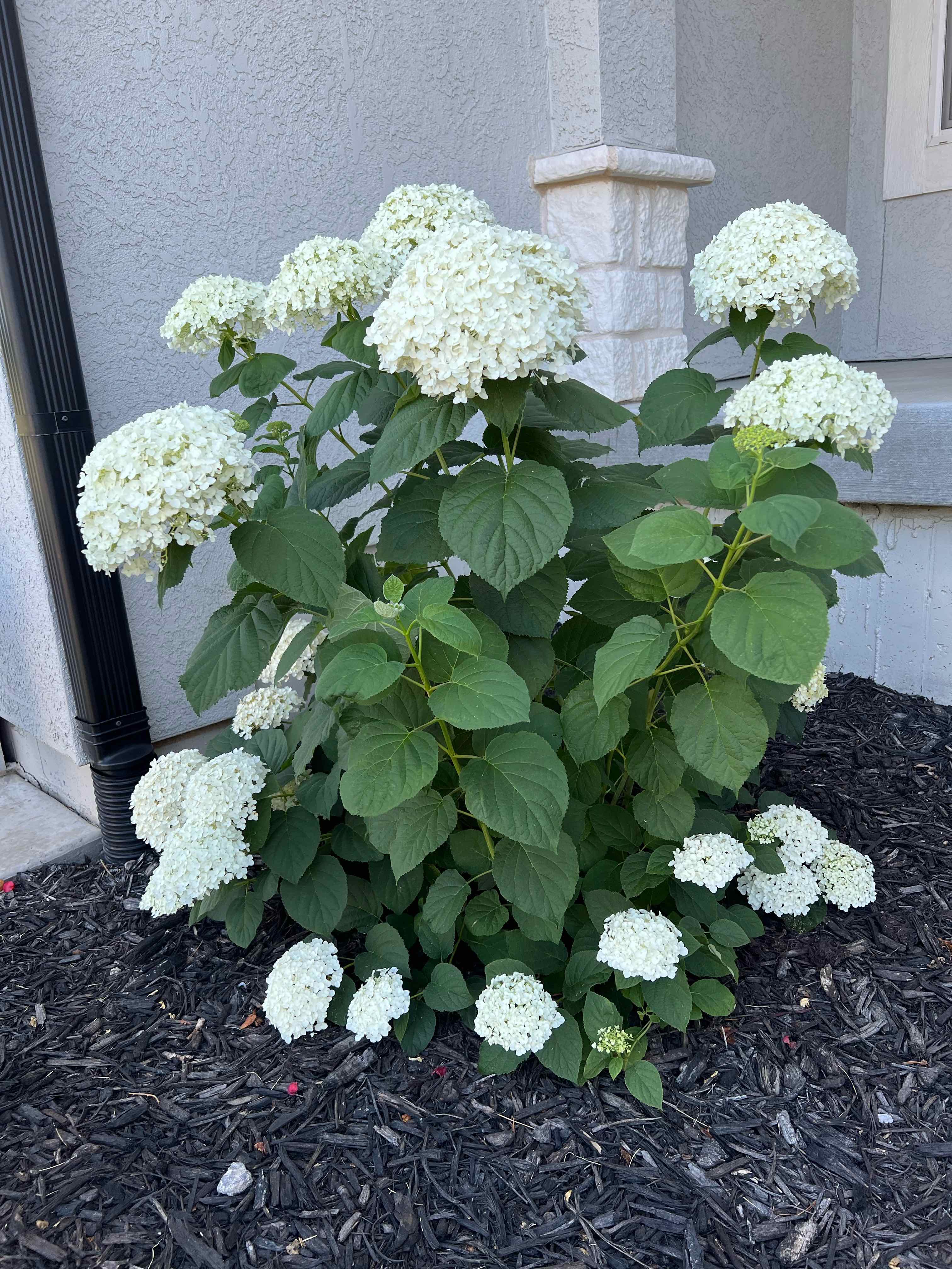 Photo of the plant species Hydrangea 'Incrediball' by @SarahSugarShack named Incrediball on Greg, the plant care app