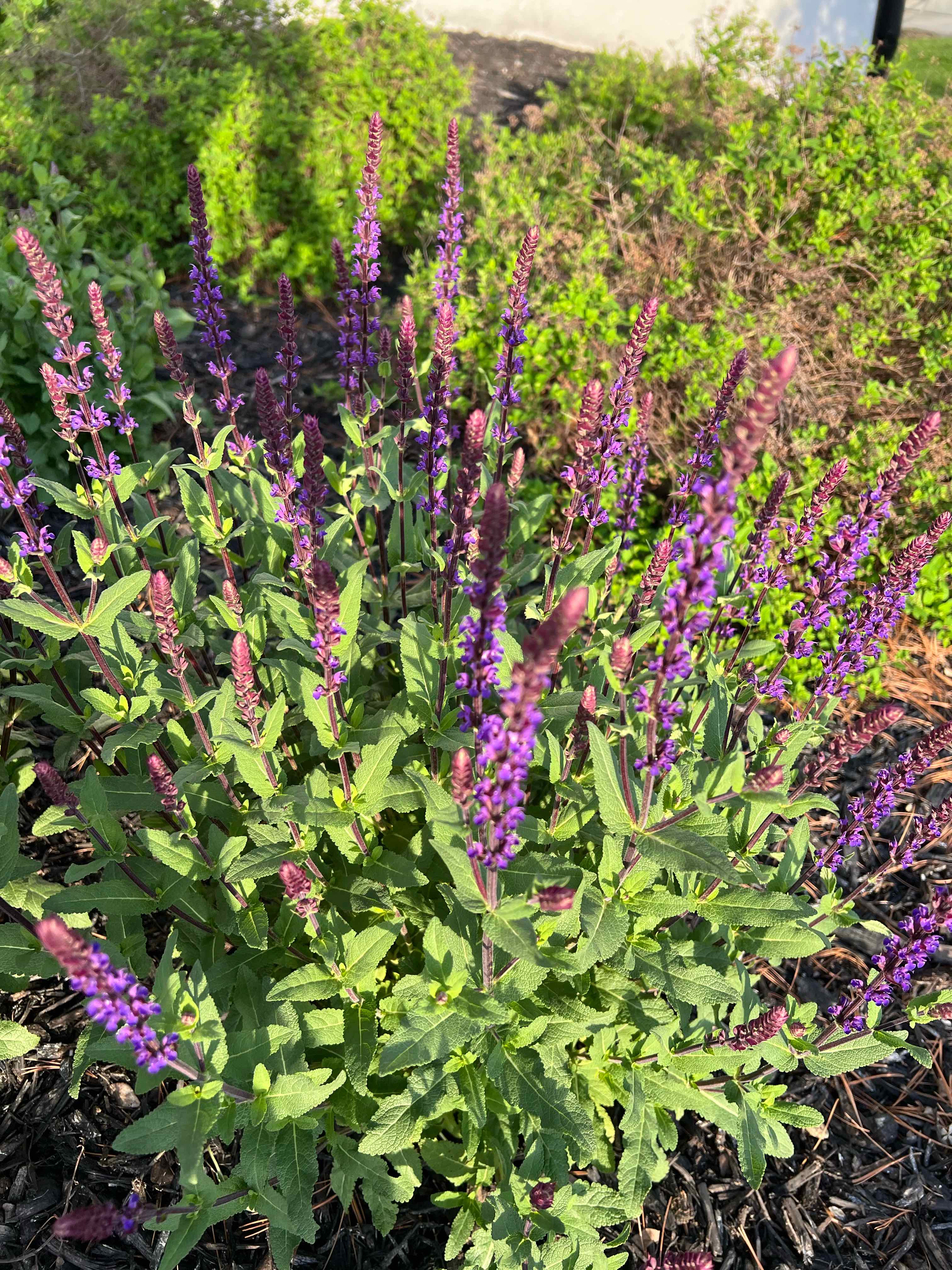Photo of the plant species Salvia 'Caradonna' by @SarahSugarShack named Salvia Caradonna on Greg, the plant care app