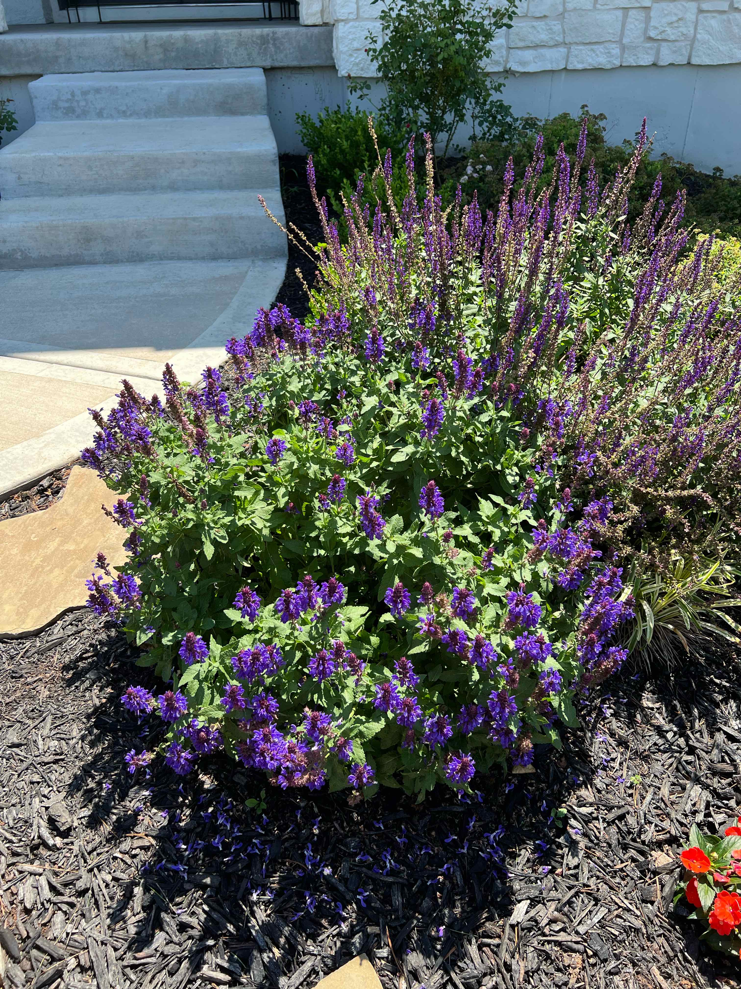 Photo of the plant species Woodland Sage 'Blue Marvel' by @SarahSugarShack named Salvia Blue Marvel on Greg, the plant care app
