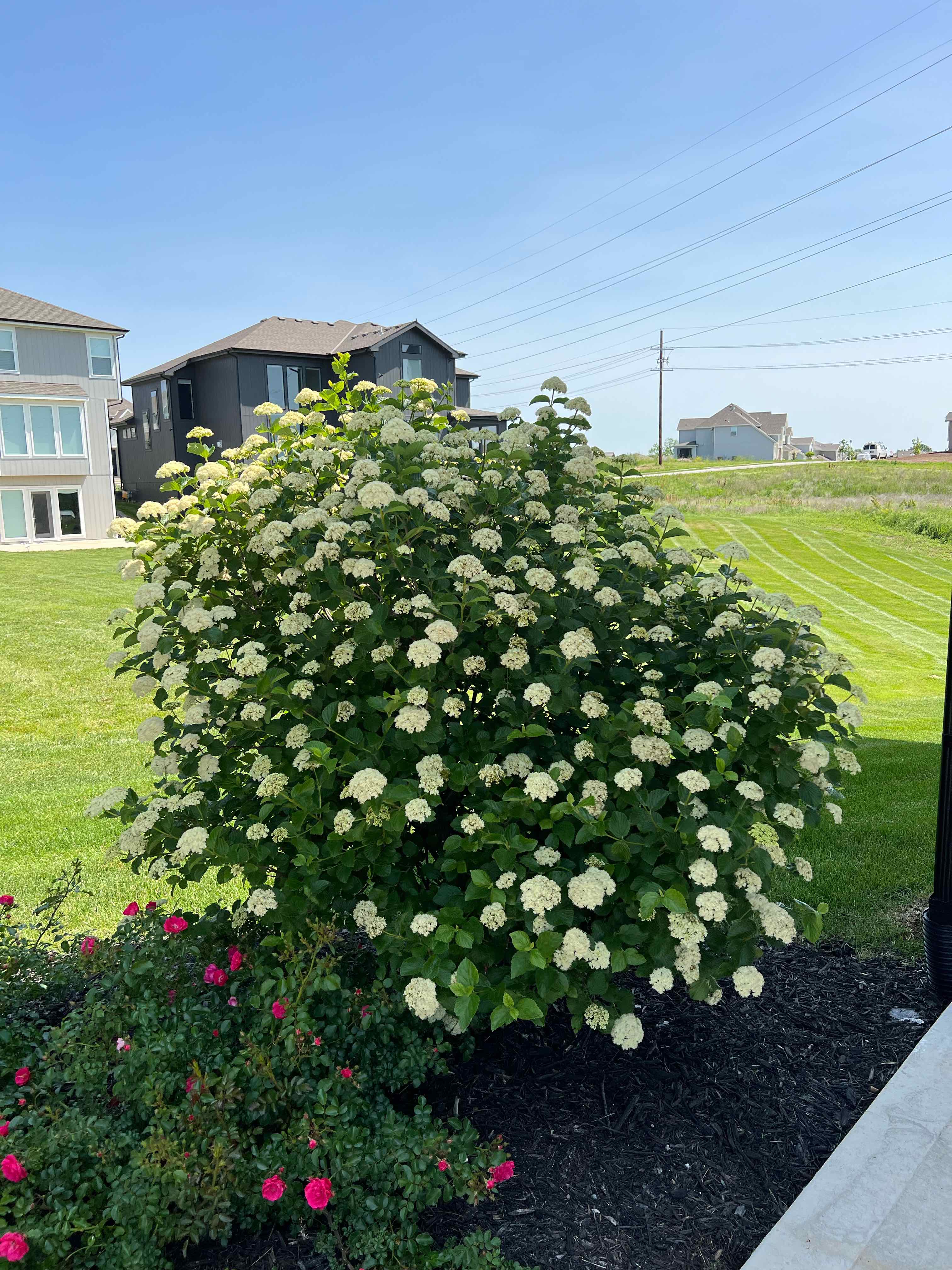 Photo of the plant species Judd Viburnum by @SarahSugarShack named Juddi on Greg, the plant care app