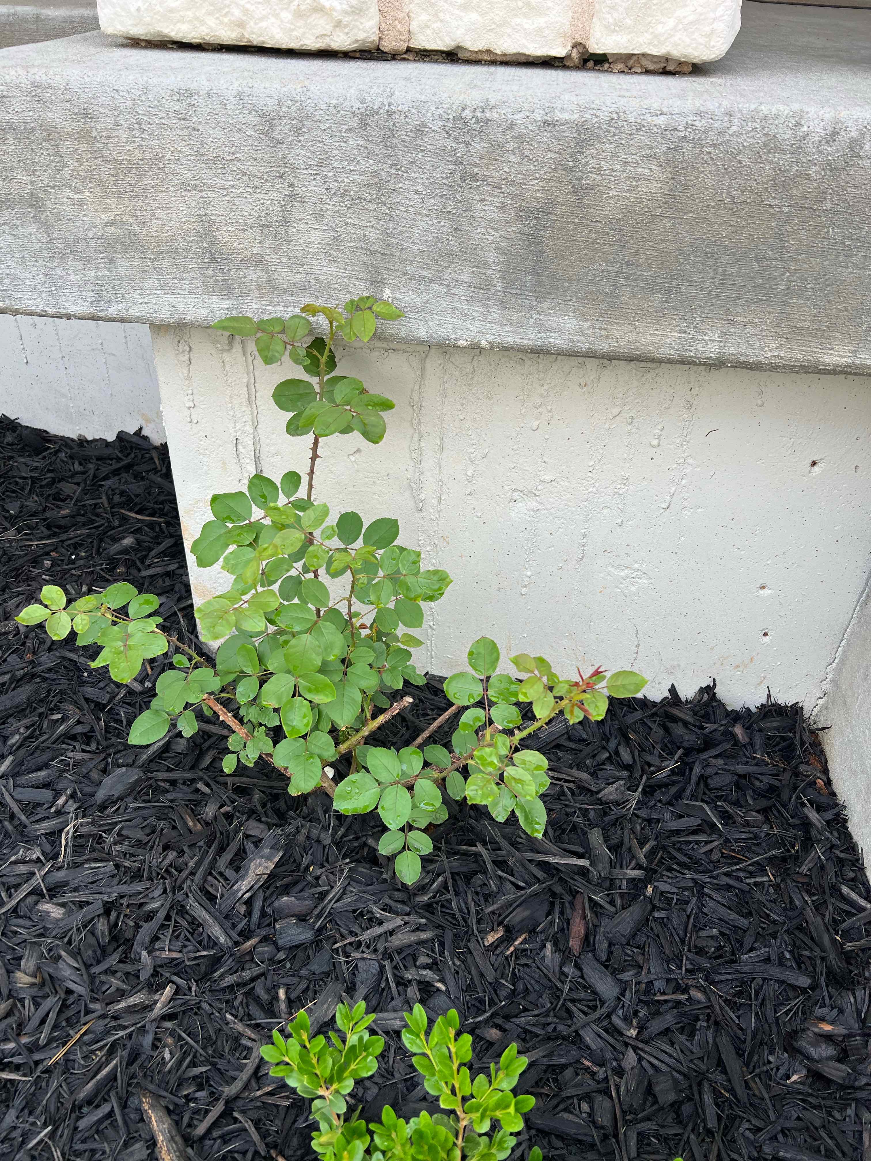 Photo of the plant species David Austin Rose by @SarahSugarShack named Tess of the d’Urbervilles on Greg, the plant care app