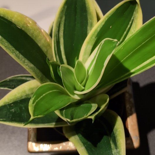 Photo of the plant species Black Gold Snake Plant by @Cilly named Bruce Lee on Greg, the plant care app